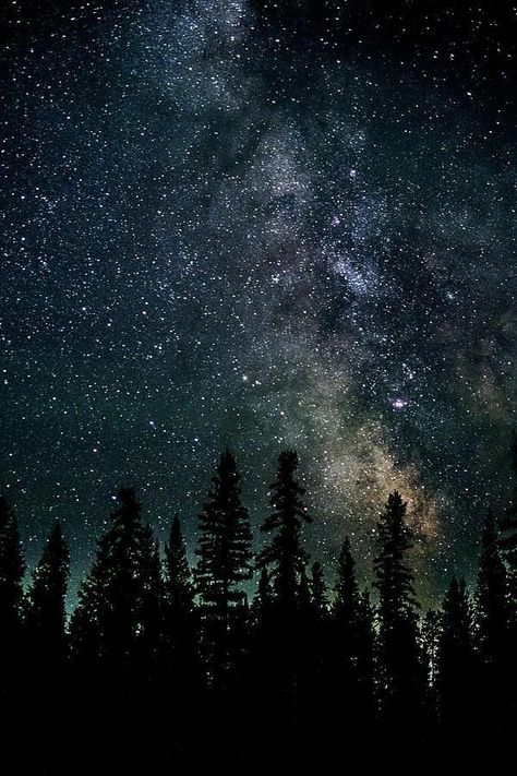 The Night Sky, Night Sky, Trees, Stars