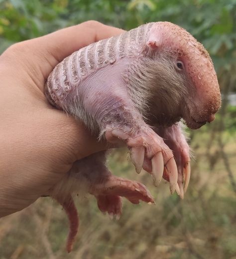 Greater fairy armadillo (Calyptophractus retusus) @ eliamne1... Weird Mammals, Fairy Armadillo, Unusual Animals, Handmade Paper, Animal Pictures, Animals