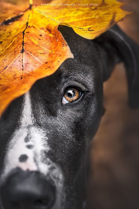 Fall Dog Photos, Dog Lockscreen, Christmas Dog Photography, Pet Photography Poses, Dog Photoshoot Pet Photography, Dog Portrait Photography, Dog Photography Poses, Animal Photoshoot, Puppy Photography