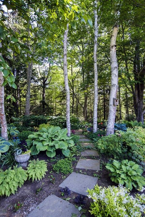 Check out this beautiful Woodland Garden! 🌳🌲🌱👍 Wooded Backyard Landscape, Shade Garden Design, Wooded Landscaping, Sloped Garden, Forest Garden, Homestead Survival, The Secret Garden, Birch Trees, Woodland Garden