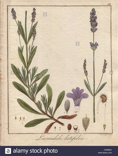 Download this stock image: Spike lavender, Lavandula latifolia - C3W8EA from Alamy's library of millions of high resolution stock photos, illustrations and vectors. Botanical Science, Scientific Drawing, D Tattoo, Science Illustration, Herbal Magic, Plant Drawing, Lavandula Angustifolia, Plant Illustration, Frames For Canvas Paintings