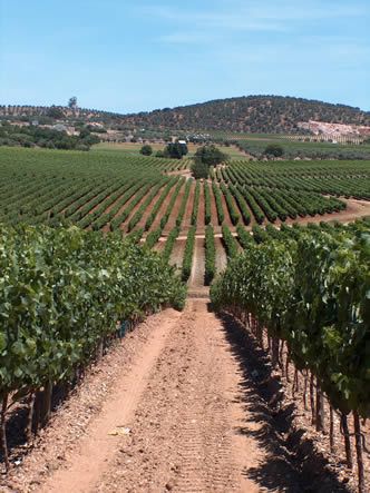 Alentejo wine country - Portugal. The origin of its name, "Além-Tejo", literally translates to "Beyond the Tagus" Portugal Wine, Portuguese Wine, Best Places To Vacation, Wine House, Visit Portugal, Wine Travel, Portugal Travel, Wine Tour, Spain And Portugal