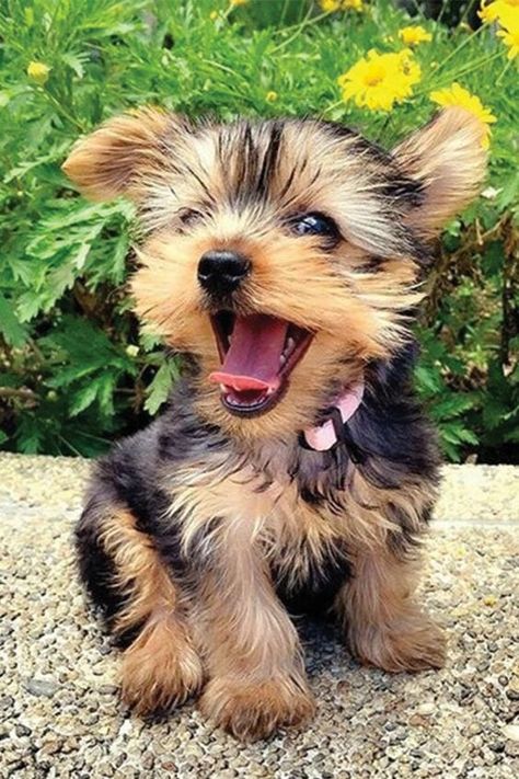 14 Things You Should Know Before Getting Your First Yorkie - Page 3 of 3 - PetPress Puppies Pictures, Yorkshire Terrier Puppy, Teacup Yorkie Puppy, Cute Dog Wallpaper, Yorkie Terrier, Tan Coat, Dog Icon, Yorkshire Terriers