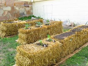 Hay Bale Gardening, Strawbale Gardening, Straw Bale Garden, Straw Bale Gardening, Straw Bale, Straw Bales, Hay Bales, Better Homes And Garden, Backyard Projects