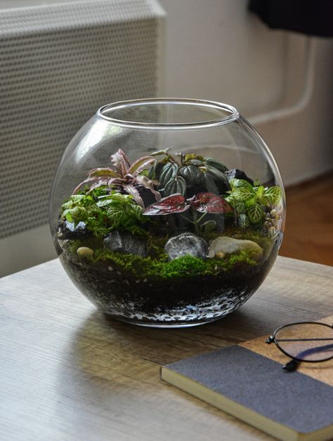 terrarium. Download this photo by Keszthelyi Timi on Unsplash Red Vegetables, Plant Jungle, Terrarium Plant, Terrarium Plants, Green And Red, Glass Bowl, Budapest, Terrarium, Clear Glass