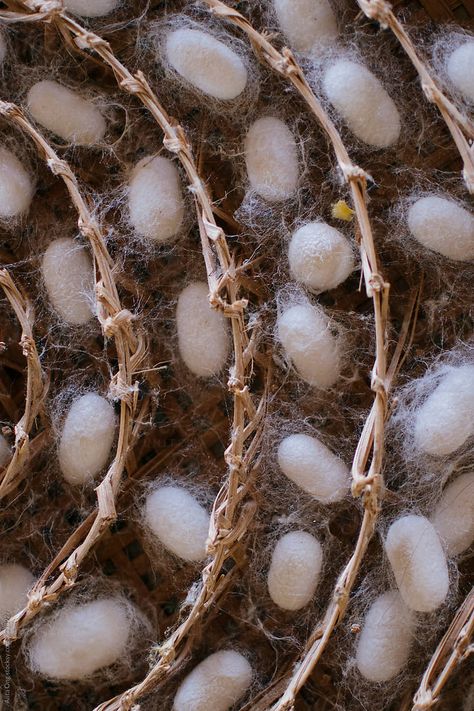 Silk Worm Cocoons In Bamboo Basket by Alita Ong - Cocoon, Silkworm Silk Worm, Silk Cocoon, Cocoon Art, Butterfly Cocoon, Cocoon Silk, Silkworm Cocoon, Bio Art, Weaving Loom Diy, Cute Galaxy Wallpaper