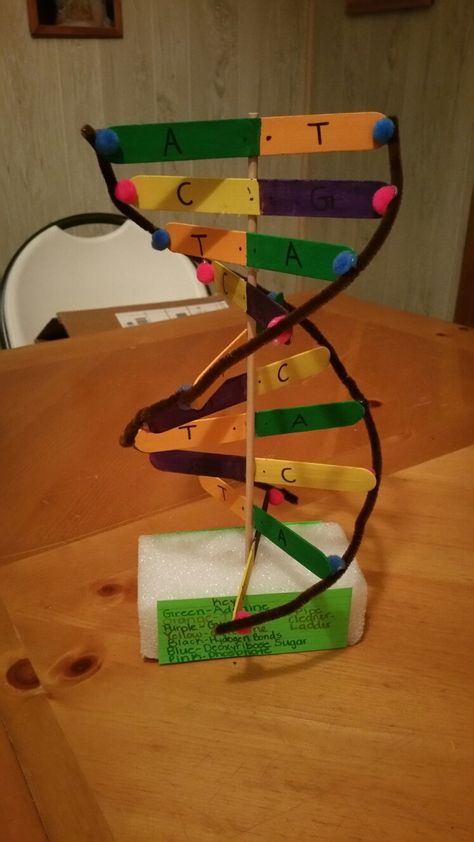 DIY DNA Model Dna Project Models, Dna Working Model, Dna Model Project Ideas, Dna Model Project Ideas Biology, Diy Dna Model, Dna Paper Model, Homemade Dna Model, Dna Double Helix Model Projects, Dna Helix Model