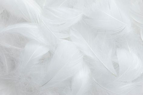 White feathers texture background swan f... | Premium Photo #Freepik #photo #soft #black-white #light-weight #soft-background