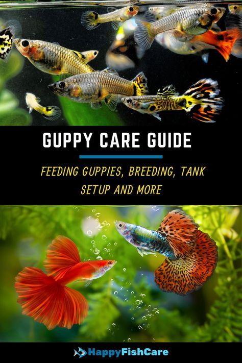 Guppy Tank Mates, Guppies Fish Tank, Guppy Tank Setup, Guppies Fish Tank Ideas, Guppy Fish Tank Ideas, Guppy Tank Ideas, Guppy Fish Tank, Guppy Aquarium, Guppy Breeding