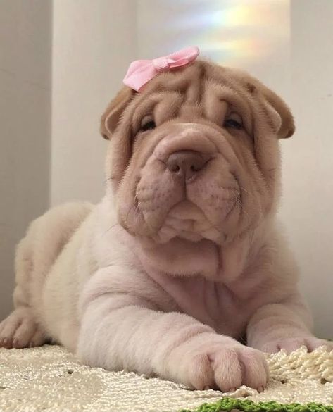 Shar Pei Puppies, Shar Pei Dog, Girly Pop, Very Cute Puppies, Super Cute Puppies, Cute Animals Puppies, Very Cute Dogs, Cute Little Puppies