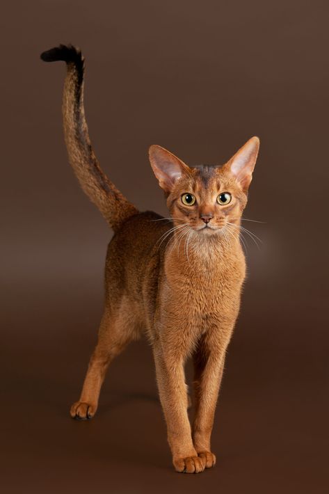 Abyssinian Kittens, Popular Cat Breeds, Cats With Big Eyes, Abyssinian Cats, Cat Pose, Abyssinian, Domestic Cat, Sphynx, Cute Kittens