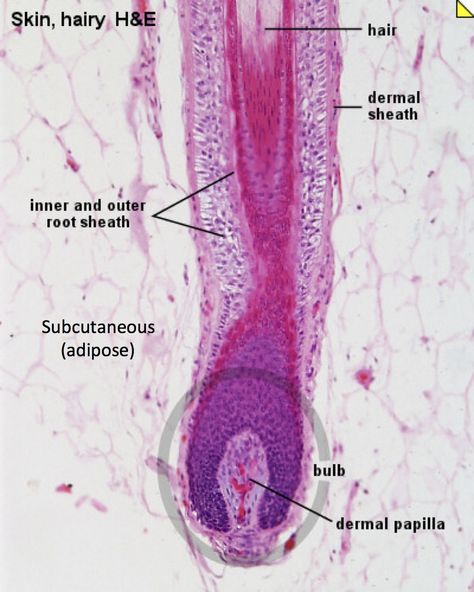 Skin wth Hair Follicle in SubQ - Histology Veterinary Pathology, Microbiology Study, Langerhans Cell, Cellular Biology, Histology Slides, Basement Membrane, Skin Anatomy, Hair Science, Integumentary System