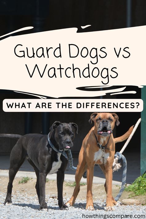 The terms watchdog and guard dog are often used interchangeably, but they’re actually two very different duties. If you want to train a dog to perform a particular job or adopt a dog that might be good as a watch or guard dog, it’s important to know the difference between the two. Guard Dog Aesthetic, Male And Female Animals, Best Guard Dog Breeds, Guard Dog Training, Medium Sized Dogs Breeds, Guard Dog Breeds, Guardian Dog, Train A Dog, Best Guard Dogs