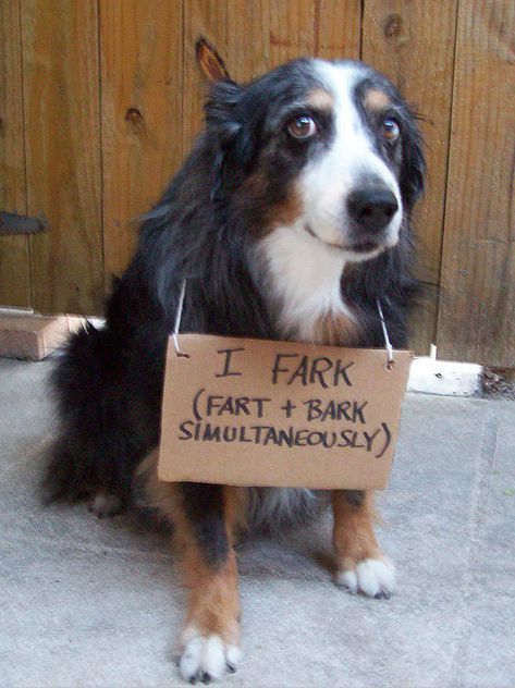 Dog Shaming Photos, Dog Shaming Funny, Animal Shaming, Dog Shaming, Funny Dog Memes, Funny Dog Pictures, Funny Animal Memes, Pics Art, Funny Animal Pictures