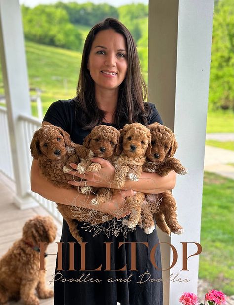 Home | Hilltop Doodles and Poodles Tennessee goldendoodle breeder Mini Golden Doodle Full Grown, Petite Goldendoodle, Teacup Goldendoodle, English Goldendoodle, Mini Golden Doodle, F1b Goldendoodle, Goldendoodle Breeders, Mini Goldendoodle Puppies, Goldendoodle Puppy For Sale