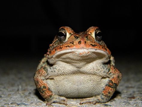 Unknown Louisiana Toad | A toad looks for some insects to ea… | Flickr Toad Photograph, Animal Paintings Acrylic, Louisiana Usa, Frog Pictures, Animal Antics, Funny Frogs, Frog And Toad, Animal Totems, Character Design Animation