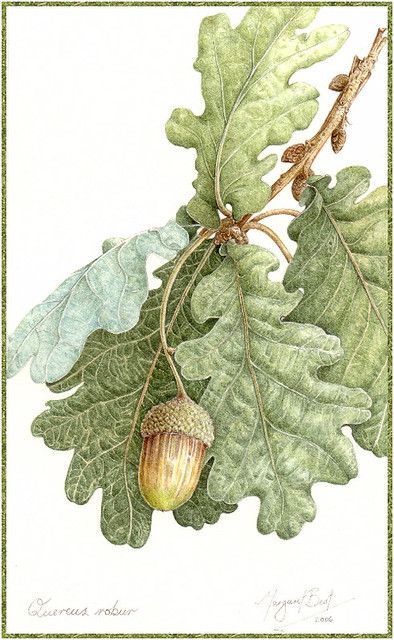 Oak Tree Drawings, Illustration Botanique, 수채화 그림, Botanical Painting, Oak Leaves, Tree Illustration, Scientific Illustration, Tree Drawing, Botanical Illustrations