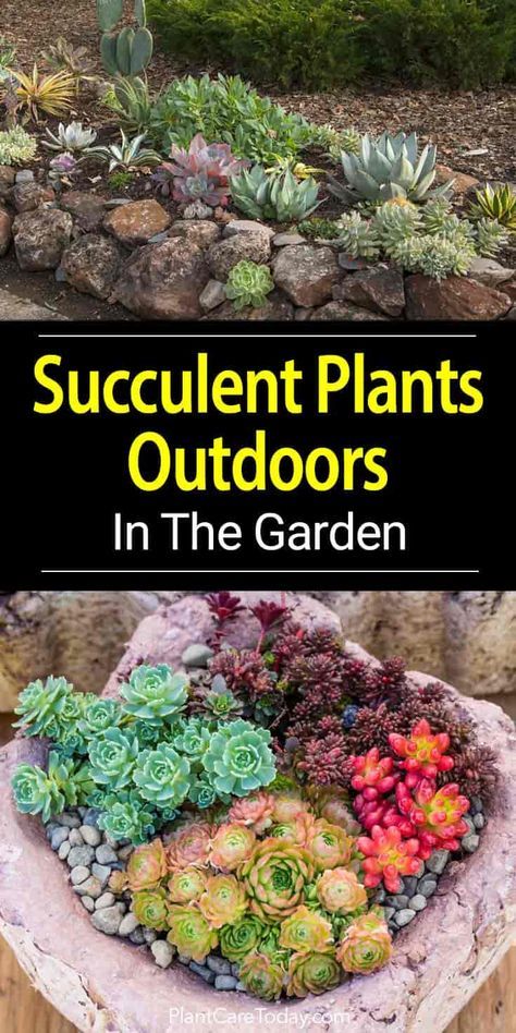 How To Grow Succulent Plants Outdoors In The Garden Outdoor Succulents, Succulent Garden Outdoor, Succulent Rock Garden, Succulent Outdoor, Succulent Garden Landscape, Garden Cactus, Succulent Landscape Design, Succulent Garden Design, Succulent Landscaping