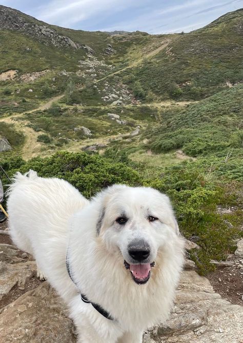 Pyrenees Mountain dogs Great Pyrenees Aesthetic, Pyrenees Mountains, Pyrenean Mountain Dog, Riding Holiday, Horse Fly, Lead Rope, Great Pyrenees, Hunting Season, French Countryside