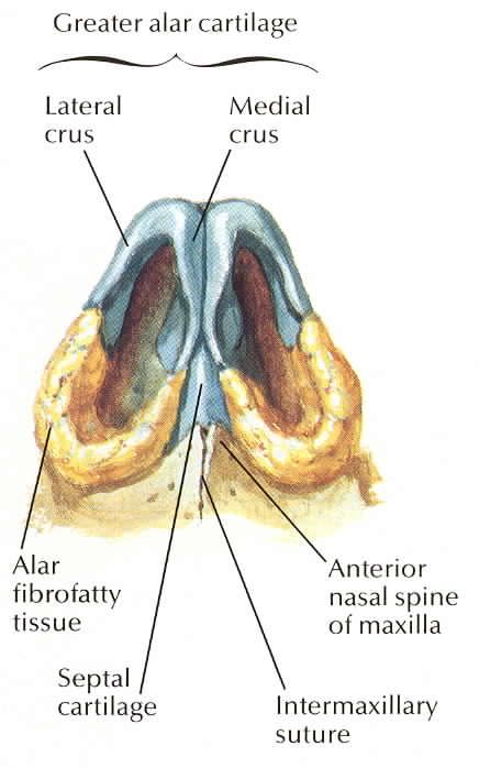 Nose Anatomy, Head And Neck, Anatomy, Human Body, Medical, Human