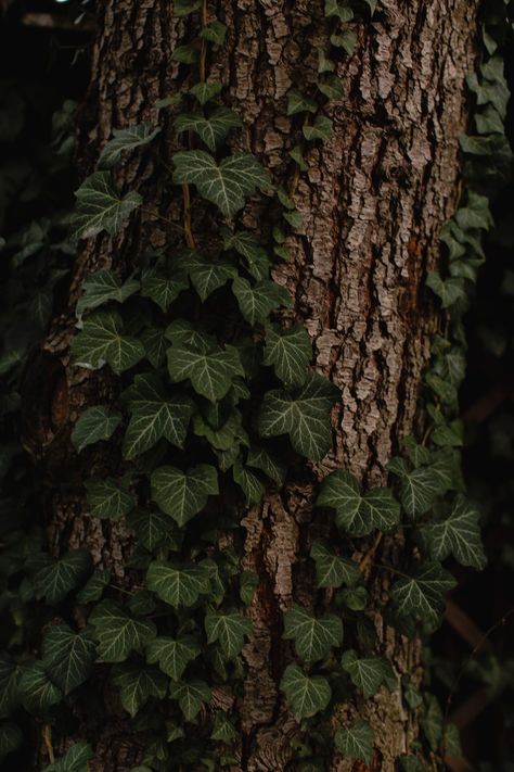 Ivy Pictures, Green Witch Aesthetic, Dark Cottage Core, Green Academia, Dark Forest Aesthetic, Brown Tree, Dark Green Aesthetic, Witch Aesthetic, Dark Academia Aesthetic