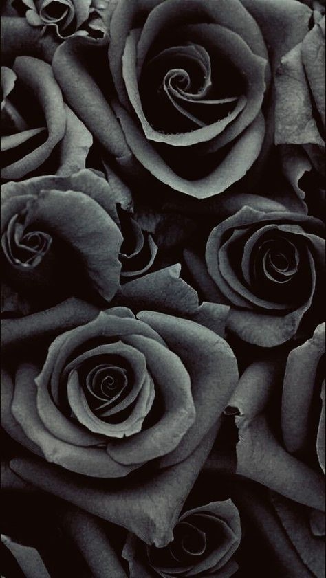 Photo Blend, Victorian Wallpaper, Gothic Rose, Floral Tattoo Sleeve, Black And White Picture Wall, Rose Images, Simple Iphone Wallpaper, Cute Flower Wallpapers, Wall Garden