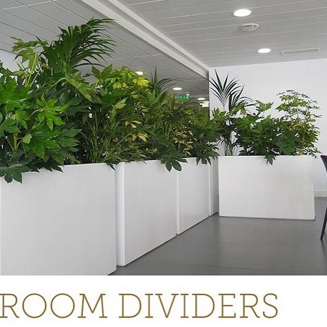 What better way to divide a room in your work space than with the use of some beautifully arranged and stocked planter boxes. #plants #indoorplants #sydney #planthire #plantpower #interiors #office #officeplant #officeplants #ecofriendly #eco #greenery #cleanair #sustainability #consciousliving #sutherlandshire Re-post by Hold With Hope Indoor Planter Box, Tall Indoor Plants, Indoor Planting, Large Indoor Plants, Large Plant Pots, House Plant Pots, Large Flower Pots, Planter Design, Planter Ideas