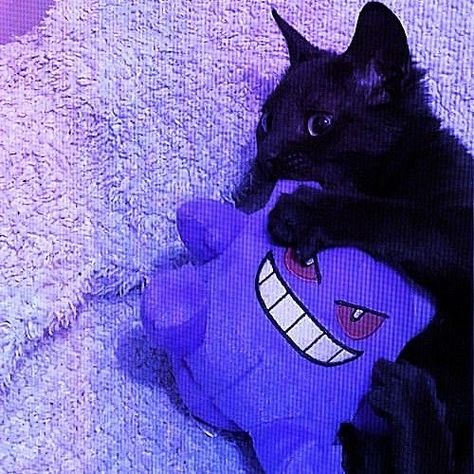 Purple Discord Pfp, Perfect Profile Picture, Cats Purple, Best Wallpaper Hd, Discord Pfps, Icon Cute, Discord Pfp, Best Wallpaper, Purple Cat