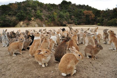 Bunny Island, Flemish Giant Rabbit, Rabbit Island, Rabbit Farm, Japan Picture, Animal Help, Bunny Pictures, Dream Travel Destinations, Sweet Animals