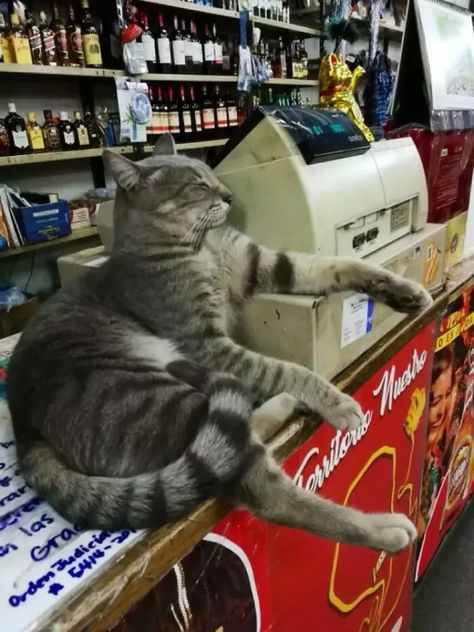 30 Awesome Images Of Cats Acting Like They Own The Place Kitten Formula, Kitten Treats, Bodega Cat, Photos Of Cats, Animal Behaviorist, Ninja Cats, Kitten Food, Lots Of Cats, Small Shops