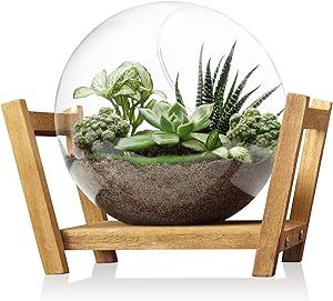 Propagation Vase, Globe Vintage, Plant Breeding, Plant Terrarium, Plant Propagation, Succulent Terrarium, Glass Terrarium, Propagating Plants, Home Decor Vases