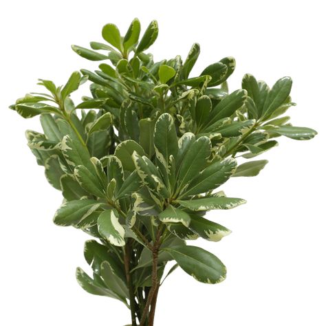 Pittosporum Variegated Flowers Online Variegated Pittosporum, Floral Design Classes, Flower Identification, Wedding Flower Packages, Cut Flower Garden, Floral Arrangements Wedding, Wholesale Flowers, Flowers Online, Greenhouses