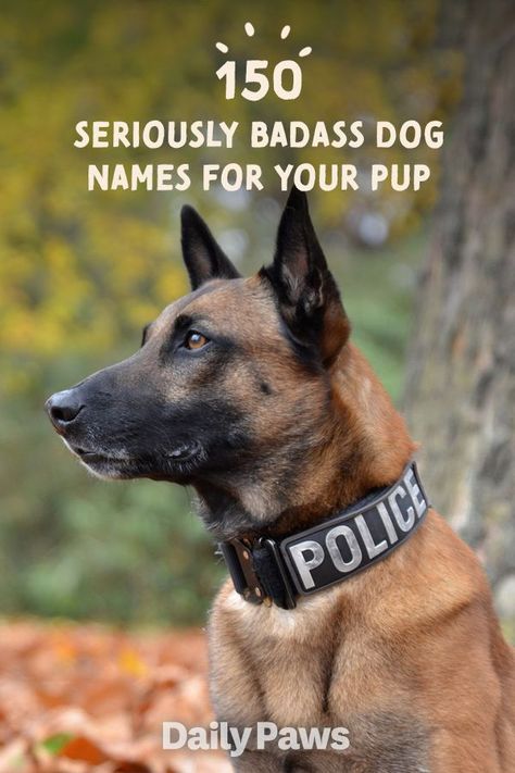 When naming your dog, we can help you find inspiration from classic action films to famous athletes. Let us help you find a badass name for your pet. #dognames #puppynames #puppyparents #cutedognames Service Dog Names, Powerful Dog Names, Tough Dog Names Boys, Doberman Dog Names, Old Man Names For Dogs, Make Dog Names, Doberman Names, Western Dog Names, Strong Dog Names