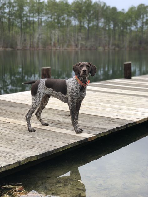 Short Hair German Pointer, Long Haired Pointer, Short Haired Pointer Dog, Short Haired German Pointer, German Pointer Dog, German Pointer Short Haired, German Pointer Puppy, German Short Hair Pointer, Short Hair Pointer