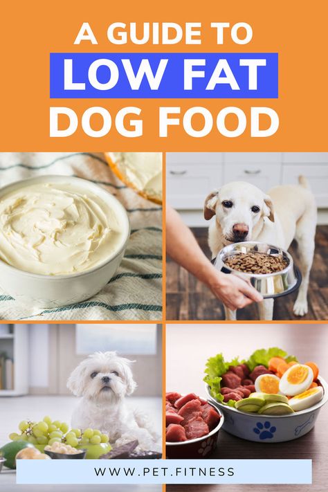 Uncover the benefits of low-fat dog food for your canine companion's vitality and longevity! From weight management to reduced risk of pancreatitis, find out why this dietary choice is a game-changer. #HealthyPets #DogWellness #LowFatFood Low Fat Dog Food, Fat Dog, Food For Dogs, Best Diet Foods, Dog Wellness, Healthy Choice, Best Diet, Healthy Pets, Low Fat Recipes