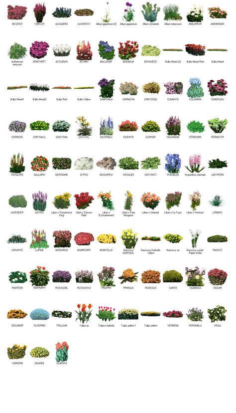 Bulbs for landscape design using GreenScapes Landscape Design Imaging Software. Learn More: http://www.LandscapeDesignImagingSoftware.com Evergreen Trees For Privacy, Trees For Privacy, Gardening Layout, Landscaping With Rocks Front Yard, Flowers Front Yard, Plant Library, Library Of Flowers, Front Yard Landscaping Flowers, Front Yard Landscaping With Rocks