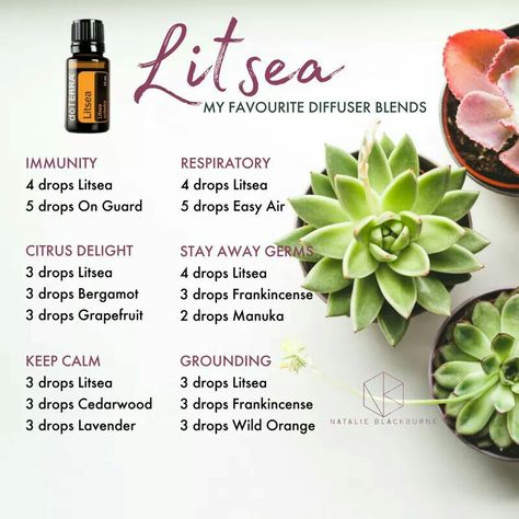 Litsea diffuser blends Terra Essential Oils, Essential Oil Roller Bottle Recipes, Doterra Diffuser Blends, Doterra Essential Oils Recipes, Essential Oil Diffuser Blends Recipes, Essential Oil Diffuser Recipes, Oil Diffuser Recipes, Essential Oil Blends Recipes, Diffuser Recipes