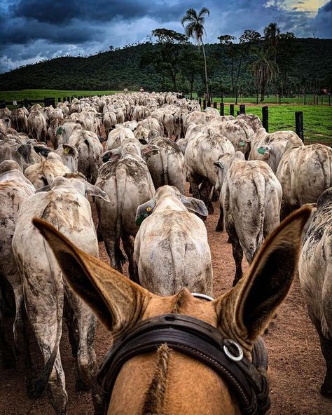 Bull Riding, Dylan O'brien, Country Life, Cowboy, Pins, On Instagram, Instagram