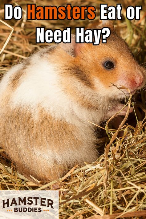 Wondering if hay is a necessary part of your hamster's diet? Learn whether hamsters eat hay, its benefits, and if it's essential for their health. Click to find out everything you need to know about feeding hay to your hamster! Hamster Diet, Hamster Care, Hamster Eating, A Hamster, Small Animals, Poodle Dog, Hamsters, Health Advice, Guinea Pigs