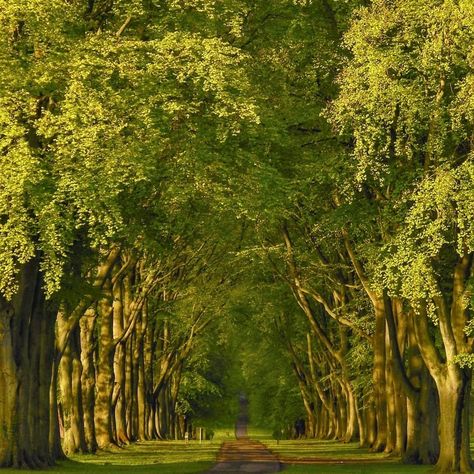 Canopy Of Trees, Cemetery Ideas, Tree Tunnel, Tree Canopy, Elements Of Nature, Tree Line, Sacred Space, Driveway, Future House