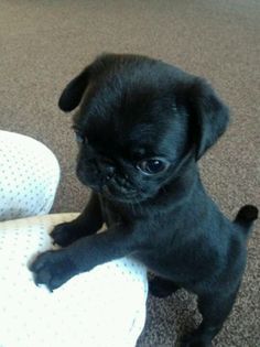 Baby Black Pug, Puggle Puppies, Black Pug Puppies, Cute Pug Puppies, Goofy Dog, Baby Pugs, Super Cute Puppies, Very Cute Dogs, Funny Animal Photos