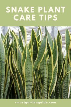 Snake Plant Indoor, Snake Plant Care, Easy House Plants, Sansevieria Plant, Plant Care Tips, Ideal House, Plant Benefits, Snake Plants, Inside Plants