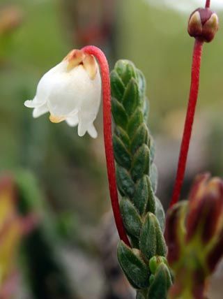 Arctic Flowers, Nunavut Canada, Heather Plant, Overwintering, White Heather, Black Water, Flower Lights, Heather White, Flower Garden