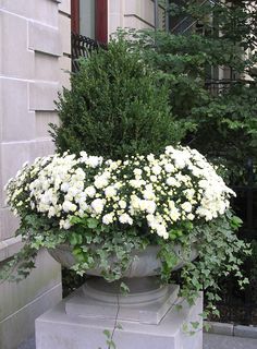 Absolutely stunning composition. I love the idea of keeping the white chrysanthemums in pots, they can be replaced with other flowering white annuals when they finish flowering....large pots like these can be placed in prominent positions throughout the garden. Pink Instruments, White Mums, Fall Container Gardens, Fall Containers, White Chrysanthemum, Container Gardening Flowers, Garden Urns, Fall Planters, Moon Garden