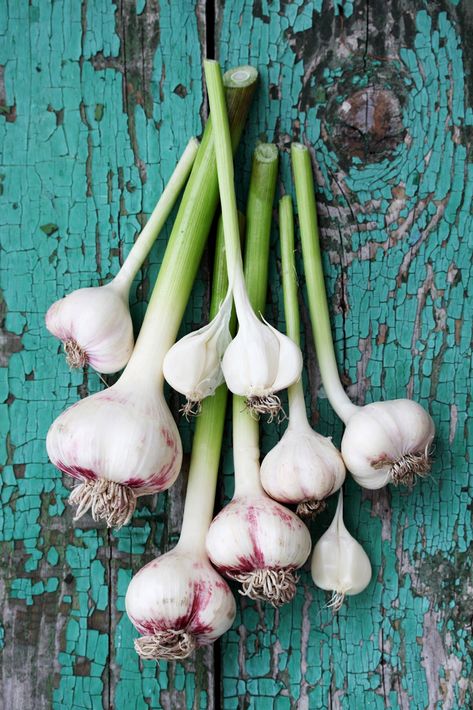 Garlic Planting In Pots: Tips For Growing Garlic In Containers When To Harvest Garlic, Garlic Garden, Spring Garlic, Garlic Seeds, Garlic Scapes, Green Garlic, Growing Garlic, How To Make Pesto, Garlic Head