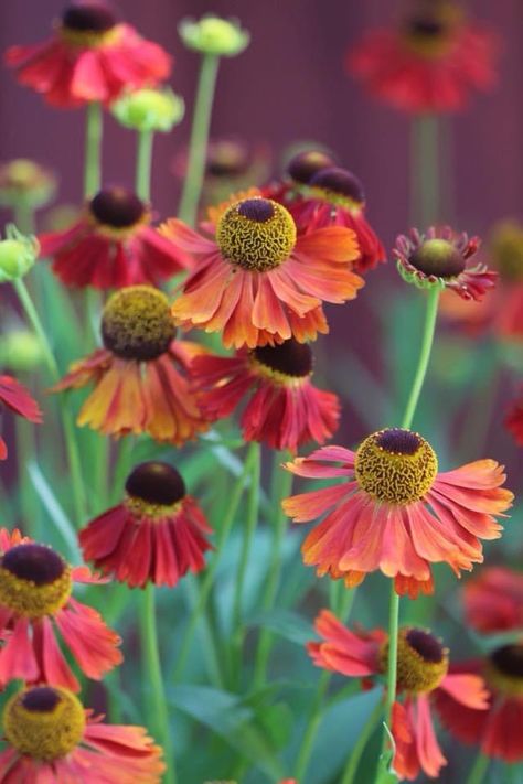 Home / Twitter Helenium Flower, Summer Details, Seasonal Flowers, Backyards, Late Summer, Fall Flowers, My Garden, Lovely Colors, Amazing Flowers