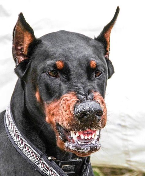 🌍| Doberman Universe on Instagram: “DON'T COME CLOSE ❌😈 . . From:@lenardelf 📸 . . #doberman #dogsofinstagram #dobermann #dobermanpuppy #dog #dogs #puppy #puppylove #pet…” Doberman Teeth, Dobermann Aesthetic, Angry Doberman, Animal Poses, Loyal Dog Breeds, Dog Growling, Doberman Puppies, Doberman Pinscher Puppy, Animal Studies