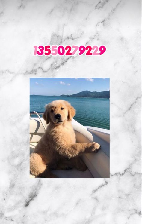 Picture Decals, Teen Posters, Roblox Hacks, Pink Wallpaper Laptop, Picture Codes, Berry Codes, Bloxburg Decals Codes Aesthetic, Preppy Dog, Preppy Decal