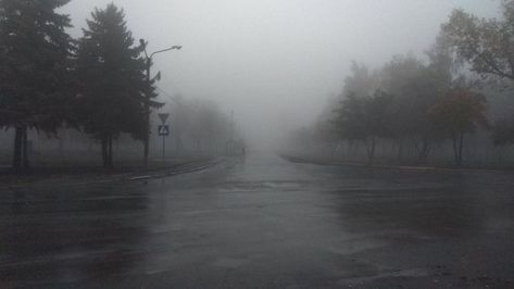 Foggy Day, Trees, Laptop