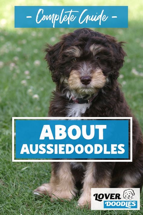 Chocolate Merle Aussiedoodle, Mini Aussie Doodle Haircut Styles, Grooming Aussiedoodle, Ausidoodle Puppies, Aussie Doodle Haircut Styles, Aussiedoodle Haircut Styles, Aussiedoodle Haircut, Aussiedoodle Mini, Clover Doodle